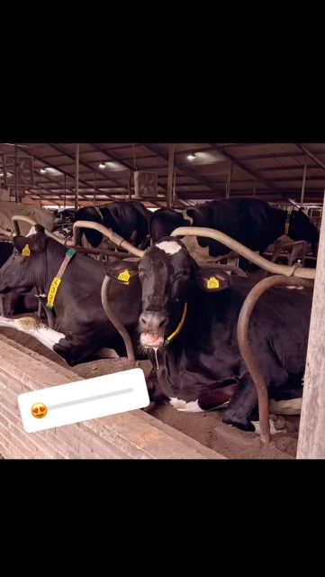 #watgroeithier #boerenleven #flevoland #boerderijleven #landbouw #zeewolde #boerenpitstop