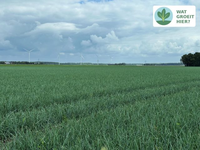 🧅 Uien in de maak
Tussen al het groen op de akkers vallen ze tóch op: die uienvelden met hun aparte, grijsgroene loof. Dunne, holle bladeren die recht omhoog steken en zacht wiegen in de wind.
Onder dat loof groeit een bol die bijna iedereen dagelijks in huis heeft: de ui. Onmisbaar in de keuken, maar vaak onherkenbaar op het veld.
Uien groeien langzaam. Pas als het loof begint te strijken (afsterven), weet de boer: het is oogsttijd. Tot die tijd werken bodem en zon in stilte aan smaak, structuur en houdbaarheid.
Na de oogst is de geur van de uien onmiskenbaar!
#watgroeithier #uienveld #akkerbouw #grijsgroen #uienteelt #boerennederland #landschapseducatie #zichtoplandbouw #vanbodemtotbord #boerenwijsheid #zogroeithet