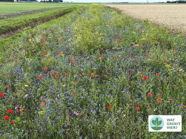 🌸 Langs de akkers bloeit het volop
Wilde bloemen tussen de gewassen? Dat is geen toeval. Boeren zaaien bewust stroken met bloemen in voor de natuur, de bijen, de vogels én voor jou.
Deze kleurrijke randen zijn meer dan mooi: ze trekken nuttige insecten aan, helpen natuurlijke plaagbestrijding en geven het landschap weer adem.
🐝 Zie deze hommel en libelle eens genieten van de bloemenzee.
En misschien… jij ook wel.
#boerenennatuur #wildebloemen #akkerbouw #biodiversiteit #watgroeithier #natuurinlandschap #boerenleven #bijvriendelijk #libelle #hommel #landschapseducatie #boerenbloei #bij #bijen #insecten #hakgroenten