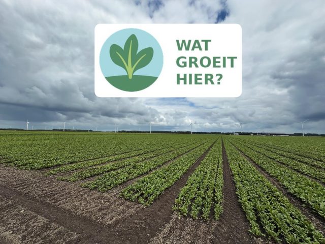 Rode biet: robuust van buiten, zoet van binnen
Dieprood, stevig in de grond en boordevol smaak: de rode biet is een klassieker van eigen bodem.
Vanaf het voorjaar groeit de biet langzaam onder de aarde. Wat je boven ziet, is het frisgroene loof — maar daaronder kleurt het knolgewas intens rood. Hoe meer zon en tijd, hoe zoeter de smaak.
De rode biet zit vol vitaminen, vezels en natuurlijke kleurstoffen. Lekker in salades, soep of geroosterd uit de oven.
#rodebiet #watgroeithier #zichtoplandbouw #seizoensgroenten #vanveldnaarbord #boerennederland #landschapseducatie #bietenoogst #versvanhetland #voedseluitdegrond