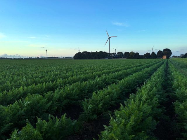 Onder deze groene kruin groeit een van de bekendste groenten van Nederland: de wortel 🥕.

Wortels houden van een luchtige, zanderige bodem en kunnen verrassend diep de grond in groeien. De feloranje kleur komt van bètacaroteen — goed voor je ogen én je weerstand.

Ze worden gezaaid in het voorjaar en geoogst vanaf de zomer tot ver in de herfst. En zoals je ziet: met het juiste licht is zelfs een wortelveld een kunstwerk.

#watgroeithier #wortels #carrots #boerenleven #veldzicht #seizoensgroenten #flevolandgroeit